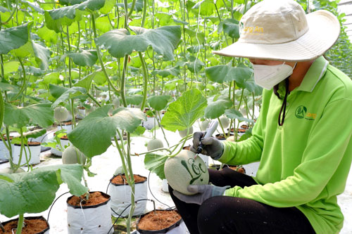 Dưa lưới khắc chữ thư pháp hút hàng ngày tết