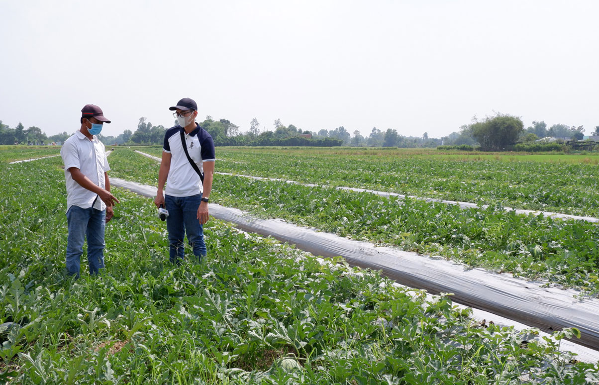 Ruộng dưa hấu của ông Huỳnh Văn Sang (bên trái) đã được thương lái đặt cọc