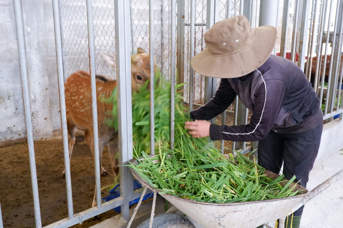 Thức ăn cho hươu sao chủ yếu là cỏ, còn trong giai đoạn lấy nhung thì bổ sung thêm cám, bắp, chuối cây