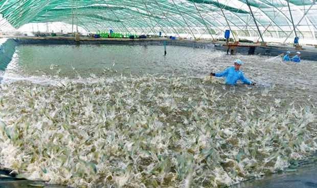 Vietnam plans modern and sustainable fisheries industry Vietnam’s aquaculture output in 2021 was estimated at 4.75 million tonnes. (Photo: vasep.com.vn)