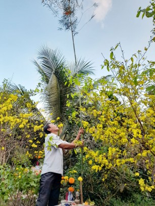 Nét duyên cây nêu ngày tết Nét duyên cây nêu ngày tết