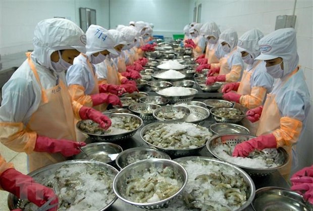 Tôm vẫn là 'át chủ bài' của xuất khẩu thủy sản trong những năm tới Chế biến tôm xuất khẩu. (Ảnh: TTXVN)