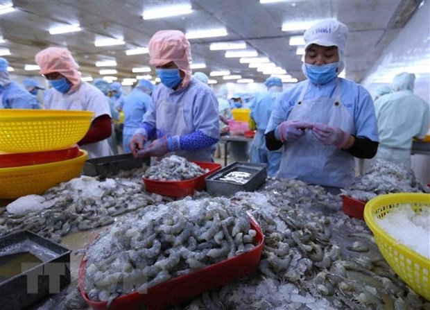 Tôm vẫn là 'át chủ bài' của xuất khẩu thủy sản trong những năm tới Chế biến tôm xuất khẩu. (Ảnh: TTXVN)