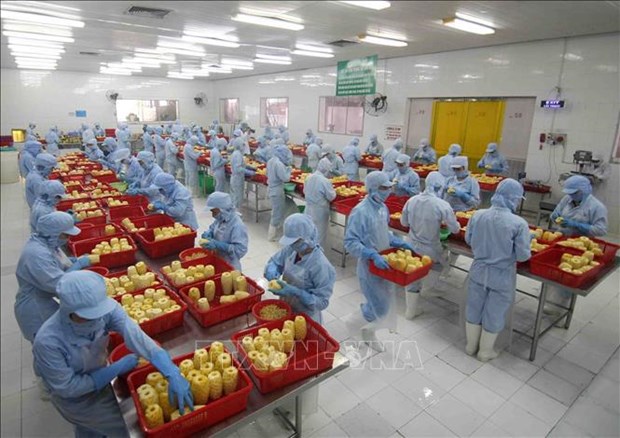 Bright prospect for Vietnam’s export in 2022 Production of canned pineapple (Photo: VNA)