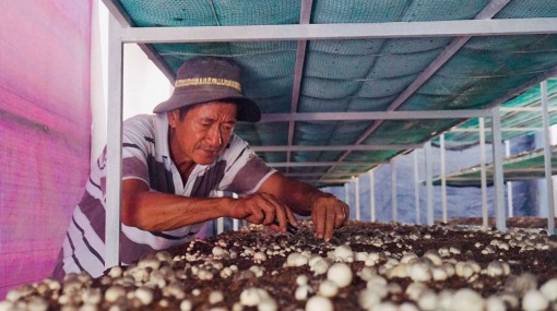 Tổng hợp 94 hình về mô hình trồng nấm thông minh daotaonec #4 Tổng hợp 94 hình về mô hình trồng nấm thông minh daotaonec