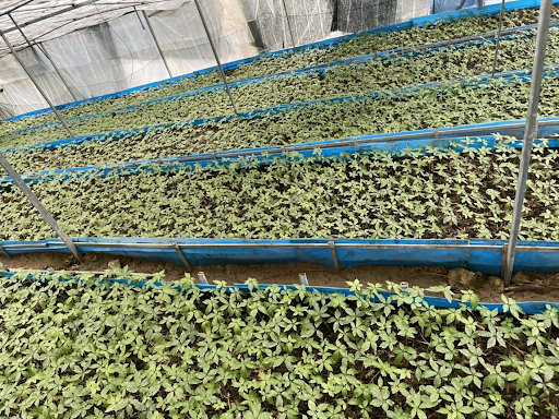 Dự án sâm Ngọc Linh của MHG góp phần bảo tồn và phát triển dược liệu quý