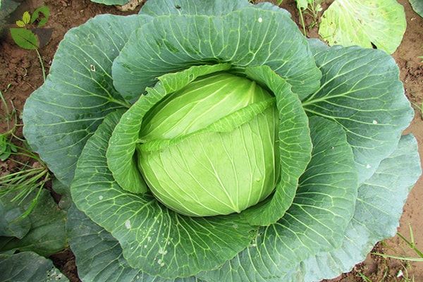 Nước ép từ cải bắp giúp hỗ trợ làm lành ổ loét đường tiêu hóa