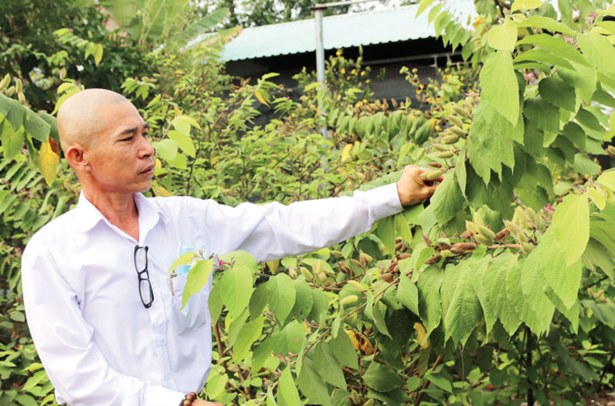 Lương y Trần Văn Lộc cho biết, cây an xoa là cây thuốc quý, một trong những công dụng của cây là rất tốt cho gan
