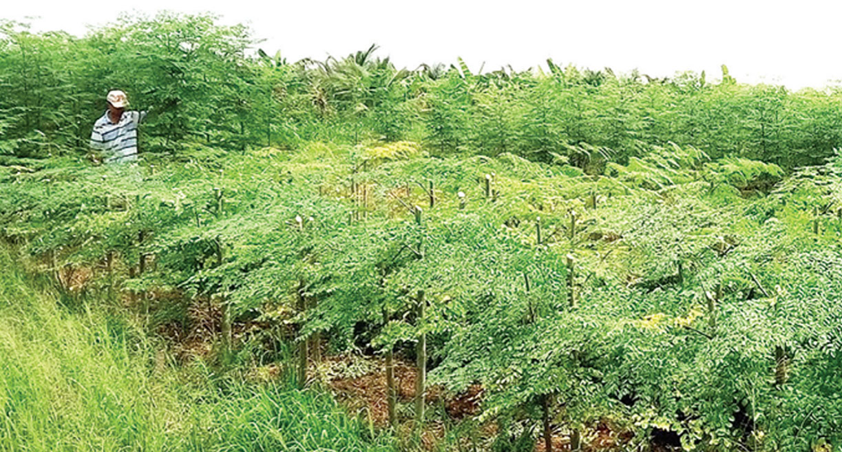 Hiện nay, Công ty TNHH Một thành viên Vườn Nhà Mình liên kết với nhiều nông dân để trồng cây chùm ngây, giá bao tiêu từ 10.000-15.000 đồng/kg