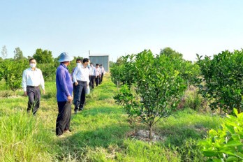 Kiến Tường khắc phục khó khăn, hạn chế, hoàn thành các chỉ tiêu phát triển kinh tế - xã hội Kiến Tường khắc phục khó khăn, hạn chế, hoàn thành các chỉ tiêu phát triển kinh tế - xã hội