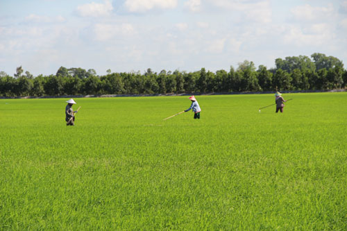 Chủ động phòng trừ sâu, bệnh hại lúa Hè Thu