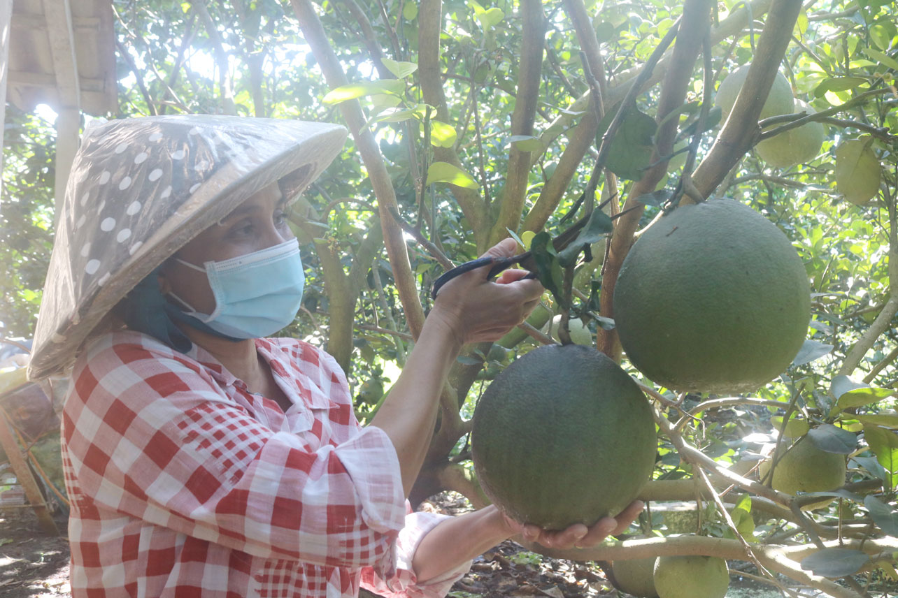 Nhờ áp dụng khoa học - kỹ thuật cùng với việc chăm sóc tỉ mỉ nên vườn bưởi da xanh của chị Nguyễn Thị Xiệt ngày càng tươi tốt, cho năng suất cao