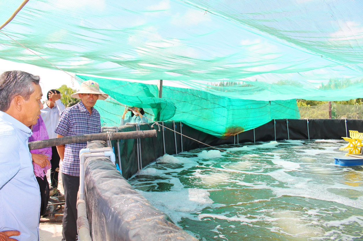 Hội Nông dân tỉnh khảo sát mô hình nuôi tôm ứng dụng công nghệ cao tại hộ ông Tám Châu