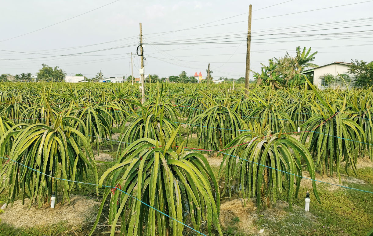 Giữ vững thành tích hoàn thành xuất sắc nhiệm vụ Cuối năm 2021, Bình Quới có 154ha/chỉ tiêu 150ha thanh long ứng dụng công nghệ cao