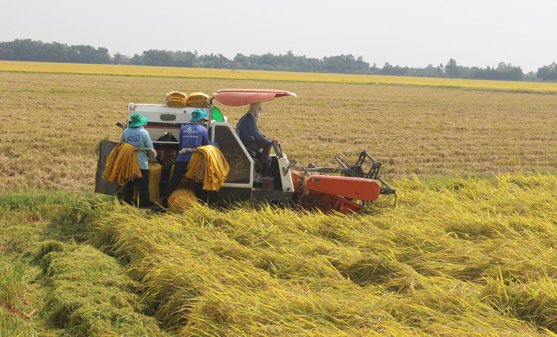Giá lúa giảm từ 300-1.000 đồng/kg so cùng kỳ