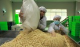 5 ngân hàng Việt liên quan vụ nghi án lừa đảo xuất khẩu 100 container hạt điều sang Ý