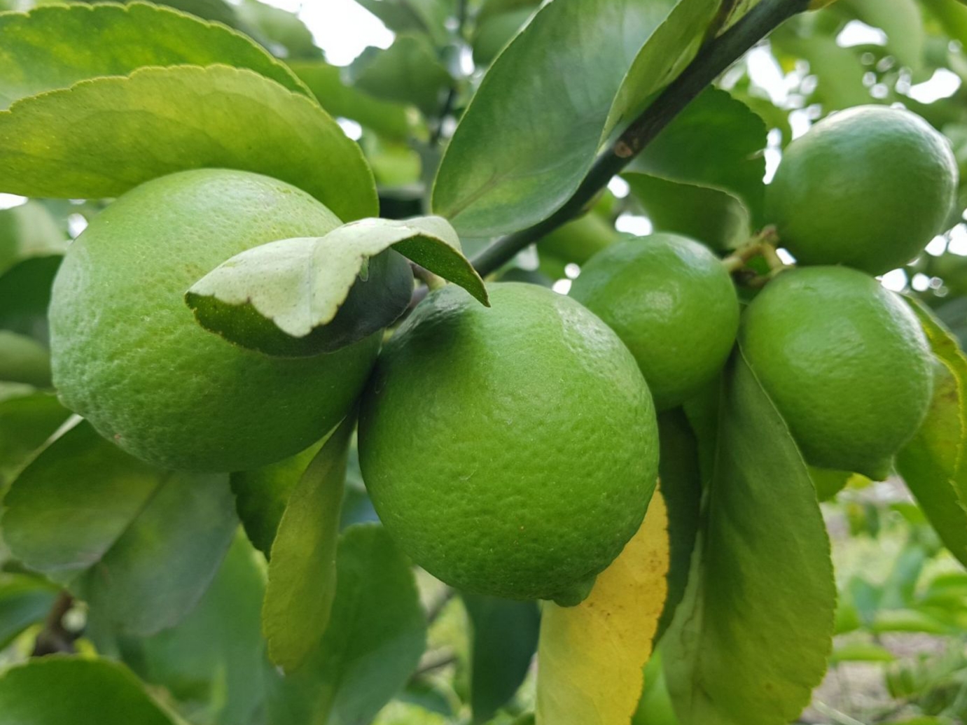 The lemon tree brought a rather high economic value over the past time