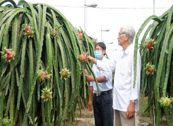 Châu Thành triển khai nhiều biện pháp để người dân không phá bỏ thanh long