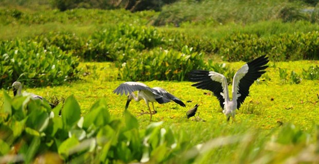 Tourists return to U Minh Thuong National Park