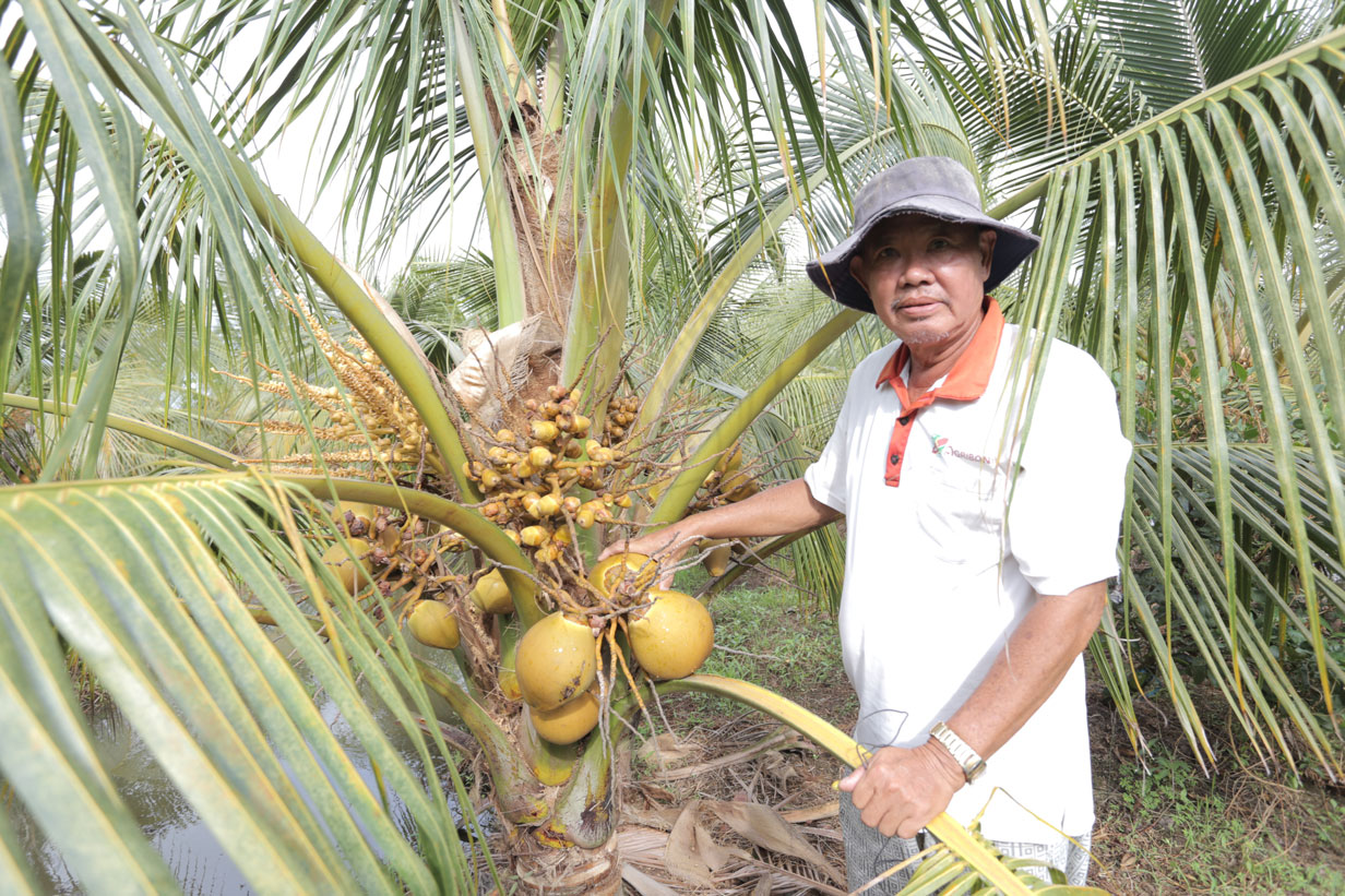 Cây dừa mang lại hiệu quả kinh tế cho nông dân