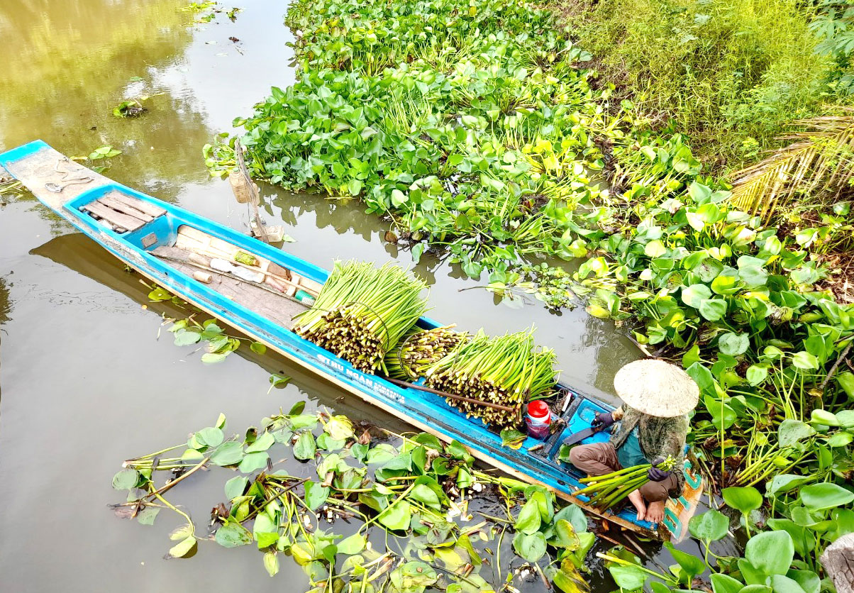 Nghề cắt lục bình mang lại thu nhập cho người dân nông thôn