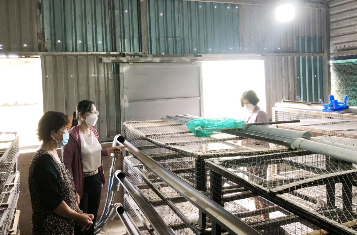 Bà Lê Thị Dung vừa bán 15.000 con chim cút, lợi nhuận khoảng 15 triệu đồng