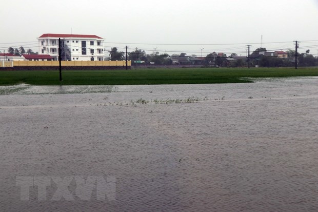 Diện tích lúa đang trong giai đoạn làm đòng bị ngập sâu trong nước lũ ở thị xã Hương Trà. (Ảnh: Đỗ Trưởng/TTXVN)