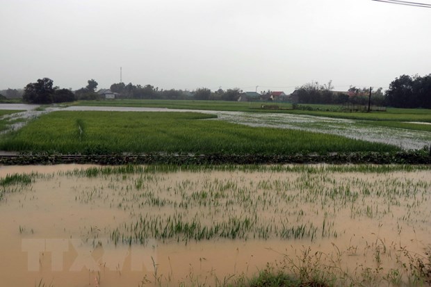 Diện tích lúa đang trong giai đoạn làm đòng bị ngập sâu trong nước lũ ở xã Phong Hiền, huyện Phong Điền. (Ảnh: Đỗ Trưởng/TTXVN)