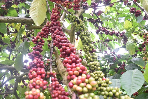 Thị trường nông sản: Giá gạo Việt Nam giảm do nguồn cung tăng lên