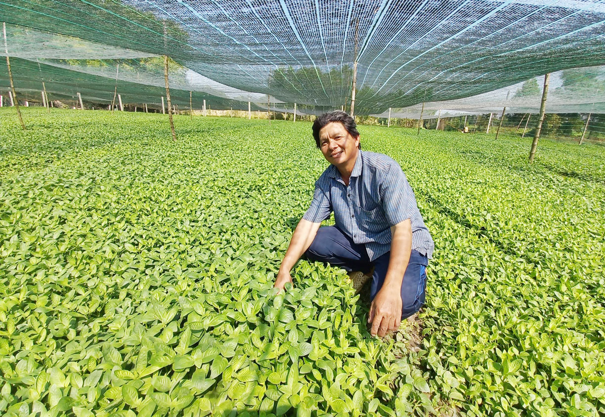 Ông Trương Văn Sơn thu nhập khoảng 200 triệu đồng/năm từ trồng rau quế vị