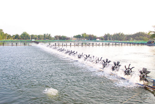 Chủ động phòng bệnh trên tôm
