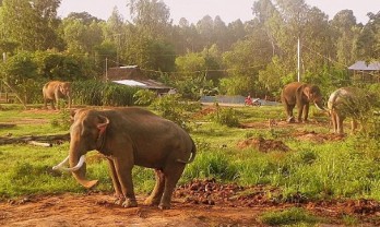 Adjustments to elephant conservation plan approved