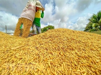 Thị trường nông sản tuần qua: Giá gạo trong nước tăng trở lại