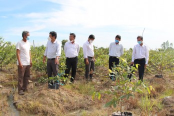 Thủ Thừa: Phát triển nông nghiệp ứng dụng công nghệ cao