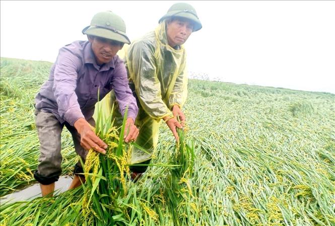 Nhiều diện tích lúa Đông Xuân của bà con nông dân xã Hồng Thủy, huyện Lệ Thủy, tỉnh Quảng Bình bị ảnh hưởng nặng sau hai đợt mưa, lũ trái mùa. Ảnh: Võ Dung - TTXVN