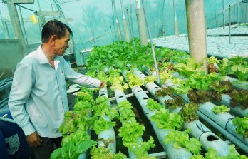 Cải thiện kinh tế nhờ trồng rau thủy canh