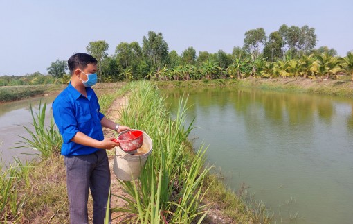 Hiệu quả từ mô hình nuôi cá trê vàng