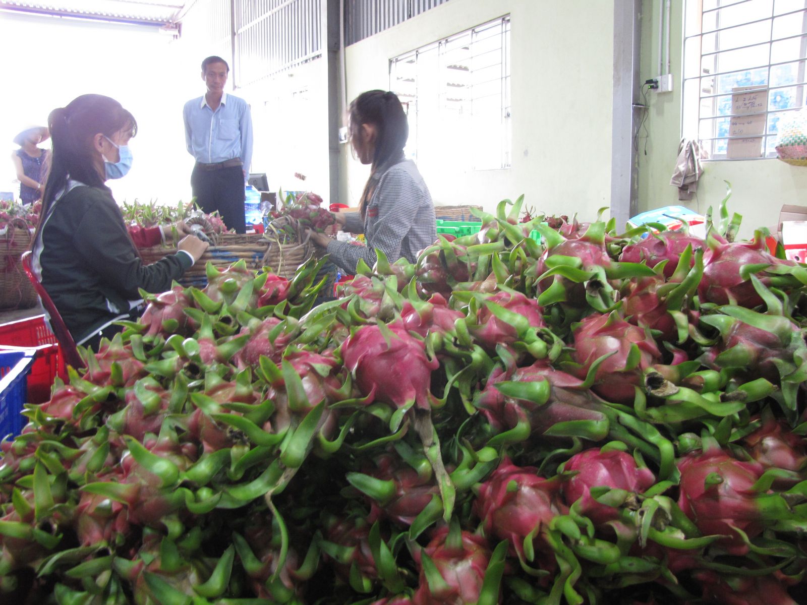 Dragon fruit is one of the main crops of the province with about 11,822 hectares, the fruiting area is about 11,000 hectares.