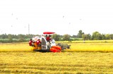 Giá lúa Hè Thu đầu vụ không cao, nông dân lo ngại