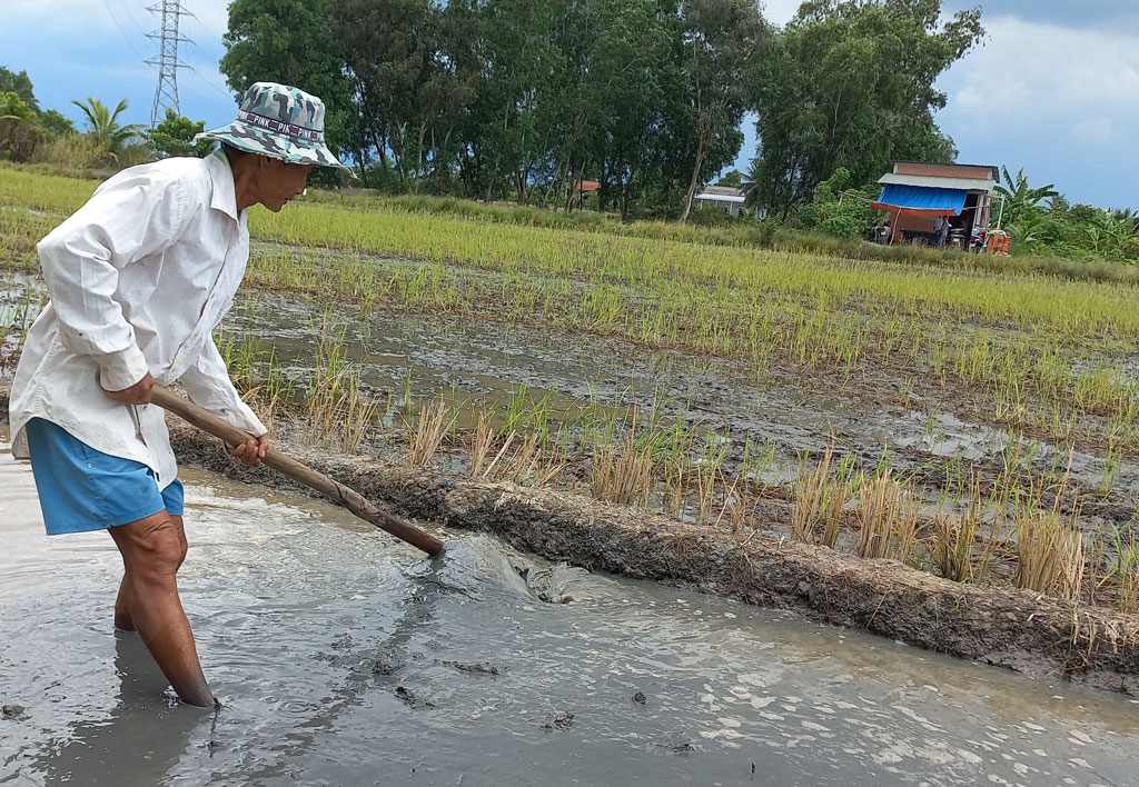 Long An: Tập trung sản xuất lúa Hè Thu 2022