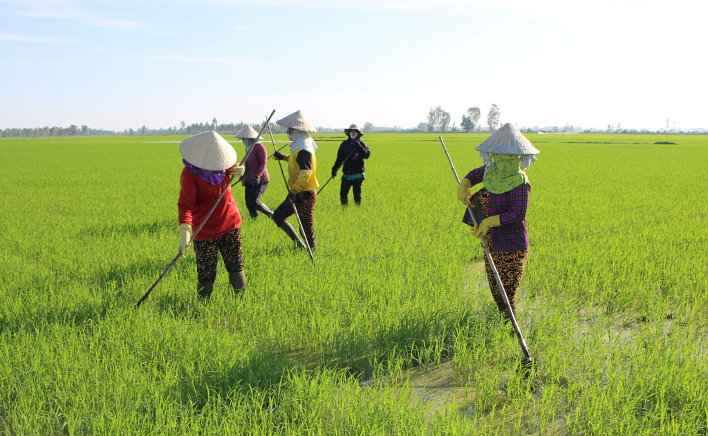 Long An: Tập trung sản xuất lúa Hè Thu 2022
