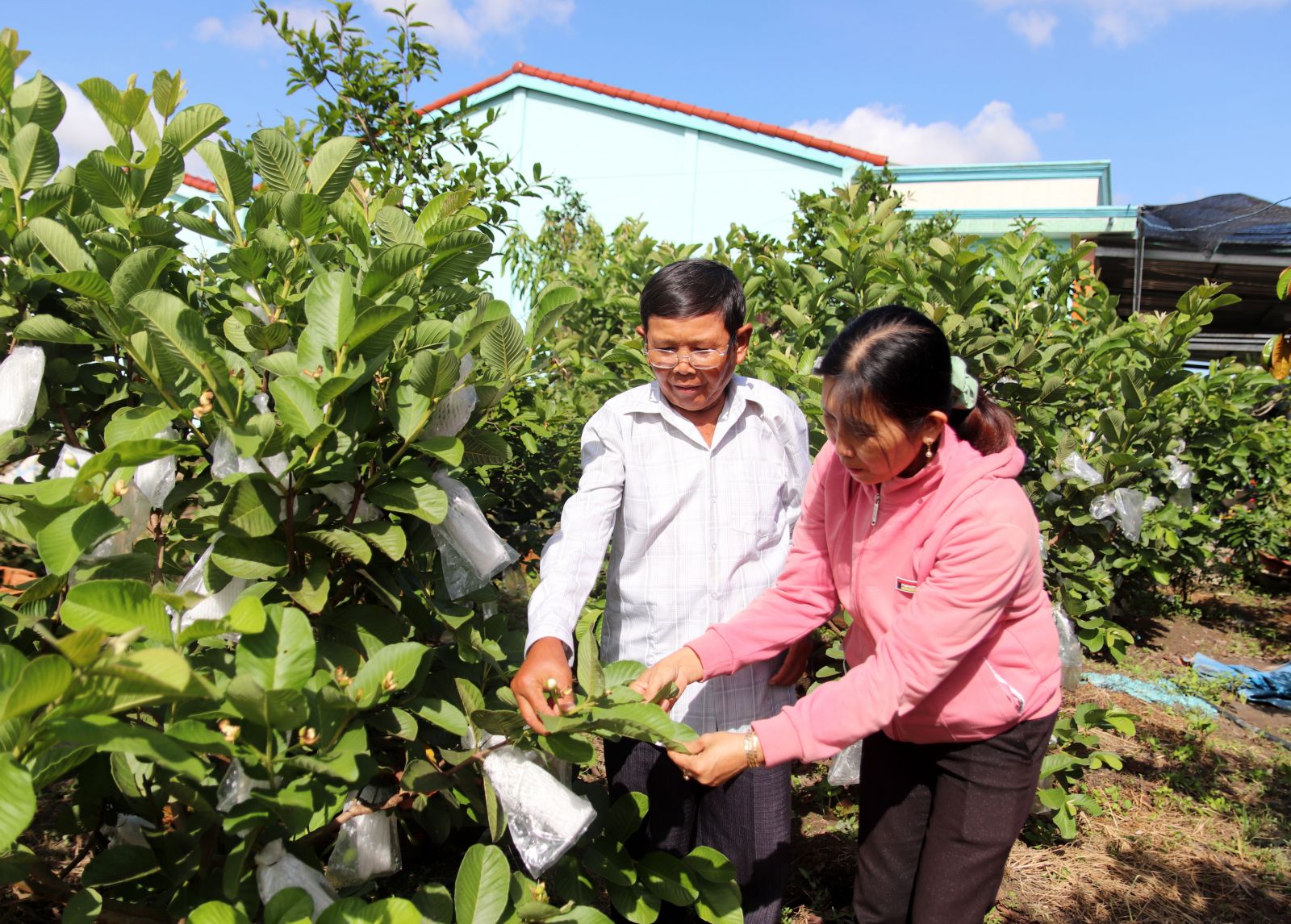 Ông Nguyễn Văn Vĩnh luôn nghiên cứu, quan tâm đến việc chuyển đổi cơ cấu cây trồng, vật nuôi phù hợp