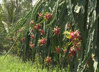 Vietnam wants to increase dragon fruit export to Australia, New Zealand