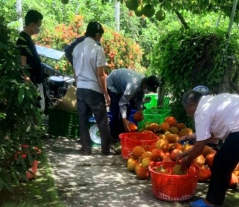 TP.Tân An: Phát huy vai trò kinh tế tập thể trong phát triển nông nghiệp đô thị