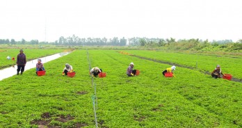 Trồng rau má theo tiêu chuẩn VietGAP mang lại thu nhập cao cho nông dân