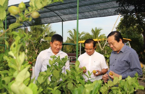 Secretary of the Long An Provincial Party Committee surveys agricultural tourism model in Ben Luc