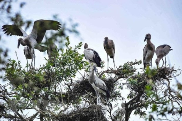 Government takes action to protect wild birds
