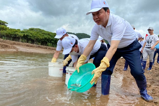 Hoạt động thả cá giống để tái tạo nguồn lợi thủy sản tại Rừng ngập mặn Đồng Rui, huyện Tiên Yên. (Ảnh: PV/Vietnam+)