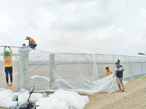 Xu hướng 2022, nông dân chuyển sang trong rau trong nhà lưới để sản xuất nông sản sạch