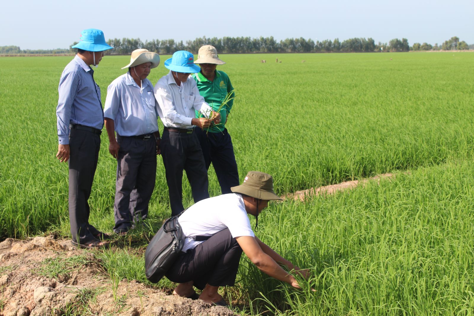 Sâu, bệnh gây hại trên lúa Hè Thu 2022 tăng  